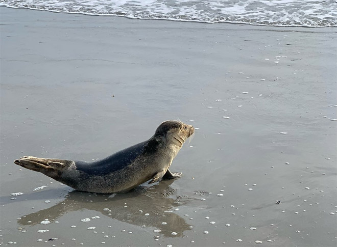 Seals on Avalon Beach