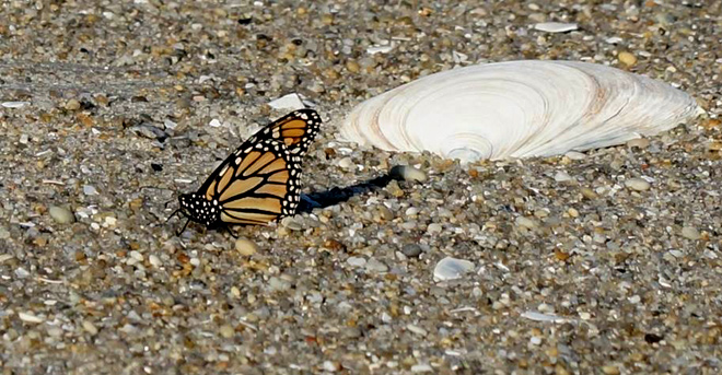 Monarch Butterfly on Beach