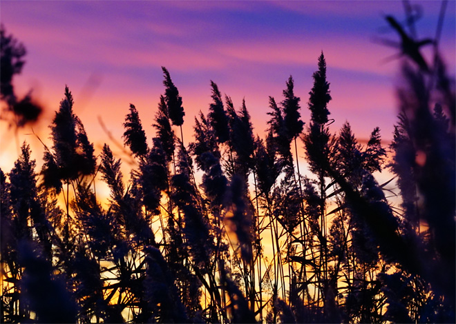 Marsh Grass at Sunset